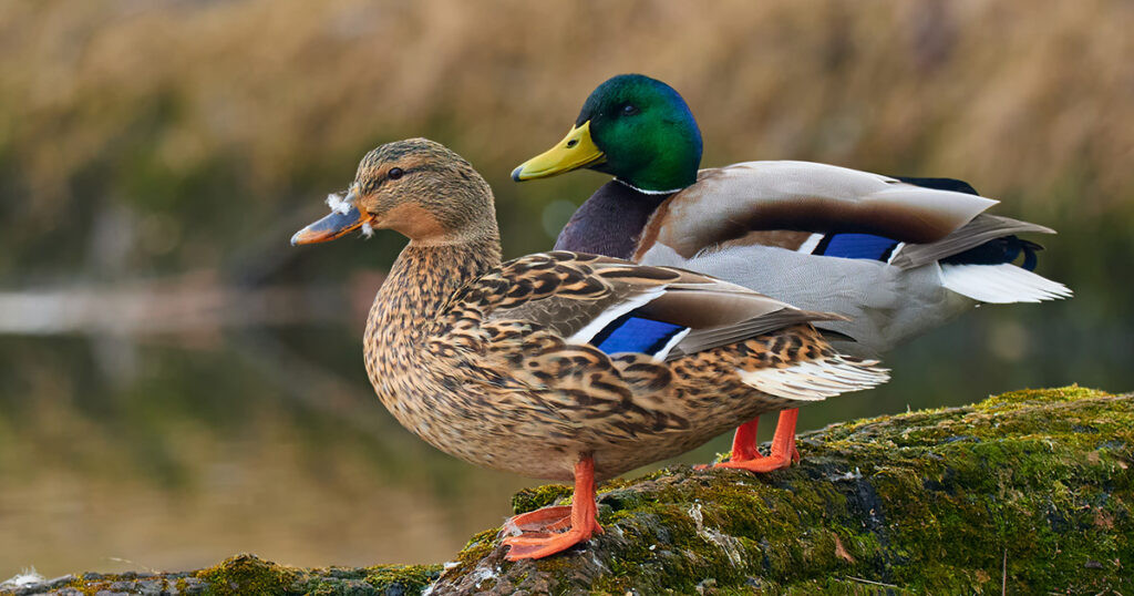 The Fascinating and Unusual Duck Penis